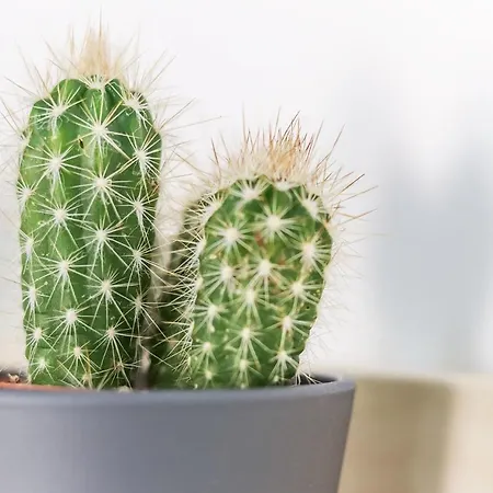 Portucale ! Balcony Almada